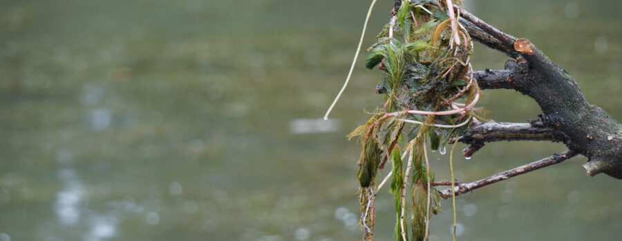 Columbian: Vancouver Lake milfoil treatment working