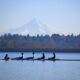 Spring Rowing Regattas