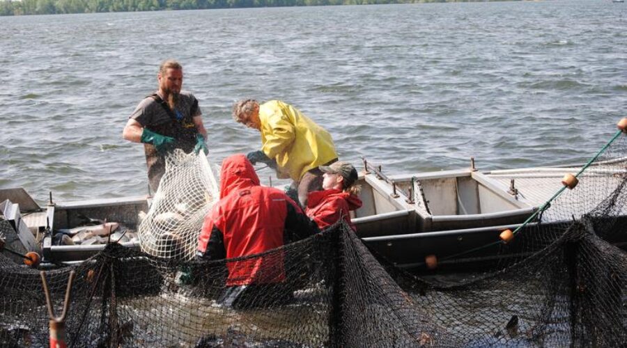 Carp Netting Ends For Season