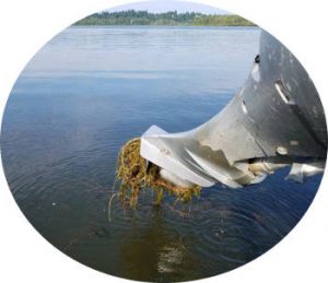 Eurasian Milfoil in Vancouver Lake